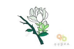 白兰花简笔画如何画