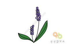 紫色的薰衣草简笔画