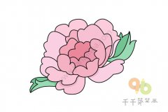 牡丹花简笔画怎么画