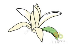 白兰花简笔画怎么画