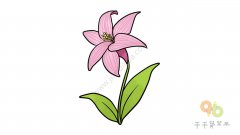 粉嫩的百合花简笔画