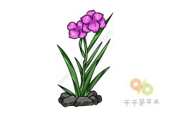 简单易学的菖蒲花简笔画