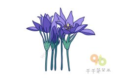 白头翁简笔画图片