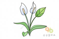 白掌简笔画图片