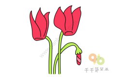 鲜艳的仙客来简笔画