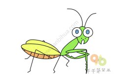 惊恐的螳螂简笔画图片
