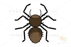 智利隐蛛简笔画