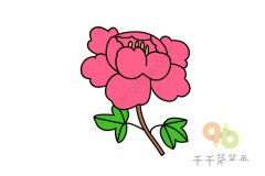 漂亮的牡丹花简笔画图片