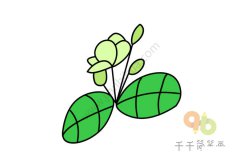 美丽的茉莉花简笔画