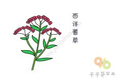 粉嫩的西洋蓍草简笔画