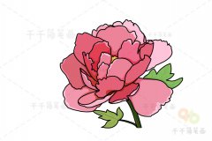 芍药花简笔画步骤图