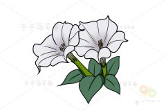 白曼陀罗简笔画步骤图