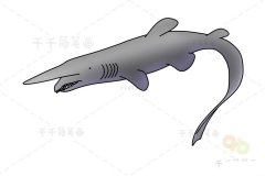 欧氏尖吻鲛简笔画