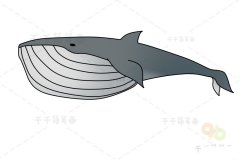 布氏鲸简笔画 宝宝绘画必备