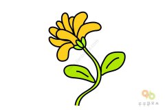 风中摇曳的菊花简笔画