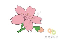 盛开的蝴蝶花简笔画图片