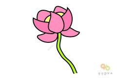 美丽的荷花简笔画