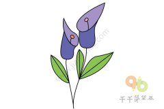 紫色马蹄莲简笔画
