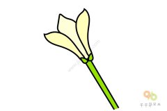 香水百合简笔画图片