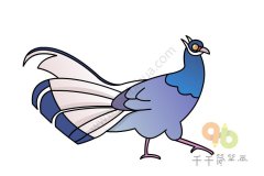 怎么画蓝马鸡简笔画