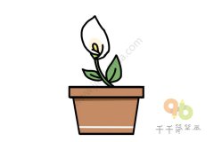 马蹄莲简笔画怎么画