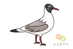 怎么画遗鸥简笔画步骤图