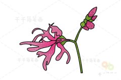 花儿朵朵开 用简笔画画出各种不同的花