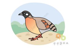 海南山鹧鸪简笔画如何画
