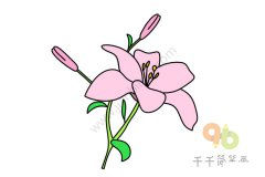 漂亮的百合简笔画