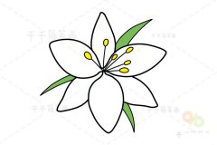 白百合花简笔画 亲子绘画必备