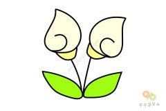 风中摇曳的马蹄莲简笔画