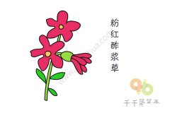 粉红酢浆草简笔画