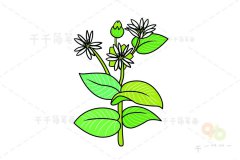 繁缕画法 花朵简笔画