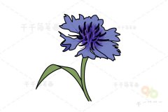 香矢车菊简笔画画法