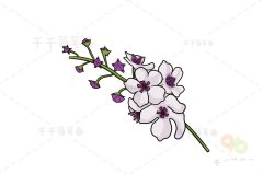 白色毛蕊花简笔画步骤图