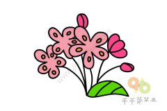 海棠花简笔画图片