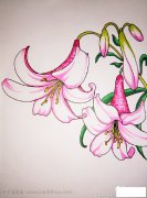漂亮的百合花简笔画_1