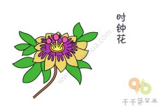 鲜艳的时钟花简笔画