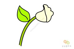 芳香的百合花简笔画图片