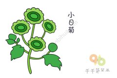 碧绿的小日菊简笔画