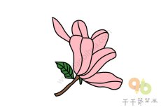 鲜艳的木兰花简笔画