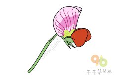 香豌豆简笔画如何画