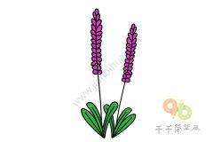漂亮的薰衣草简笔画