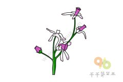 苦楝简笔画图片