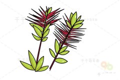 红千层简笔画步骤图