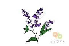 美丽的薰衣草简笔画