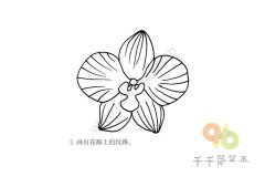 漂亮的蝴蝶兰简笔画步骤图