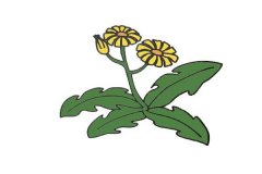 苦菊花简笔画