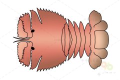 毛缘扇虾简笔画 儿童绘画