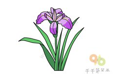 菖蒲简笔画画法